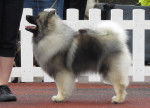 Photo Keeshond