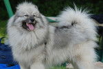 Photo Keeshond