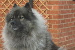 Photo Keeshond