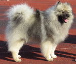 Photo Keeshond