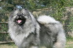 Photo Keeshond