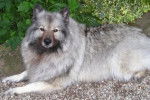 Photo Keeshond