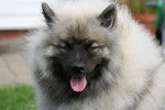 Photo Keeshond
