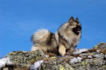 Photo Keeshond