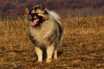 Photo Keeshond