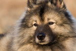 Photo Keeshond