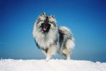 Photo Keeshond