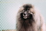 Photo Keeshond