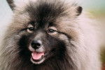 Photo Keeshond