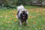 Photo Keeshond