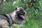 Photo Keeshond