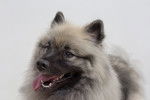 Photo Keeshond