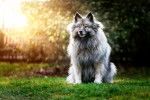 Photo Keeshond