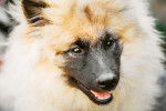 Photo Keeshond