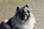Photo Keeshond