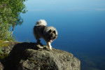 Photo Keeshond