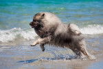 Un Keeshond court au milieu des vagues à la plage
