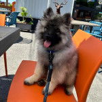 Un Keeshond assis sur une chaise et qui est tenu en laisse 