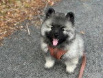 Un Keeshond tirant la langue et qui est tenu en laisse 