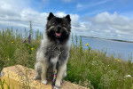 Un Keeshond assis et tenu en laisse 
