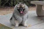 Un Keeshond assis sur une surface bétonnée et tirant la langue