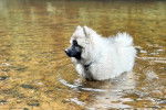 Un Keeshond dans l'eau et semblant détendu
