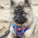 Un Keeshond allongé sur une surface sableuse et qui est tenu en laisse 