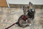 Un Keeshond assis sur un sol carrelé et qui est tenu en laisse