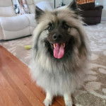 Un Keeshond assis sur un tapis et tirant la langue 