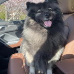 Un Keeshond assis sur le siège d'une voiture et tirant la langue 