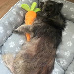 Un Keeshond allongé dans un panier et portant un collier autour du cou