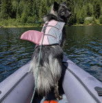 Un Keeshond sur un canot pneumatique et qui est tenu en laisse 