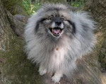 Un Keeshond sur un arbre et ayant la gueule ouverte 