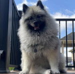 Un Keeshond regardant vers la caméra et portant un collier autour du coul
