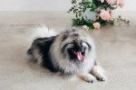 Un Keeshond allongé sur une surface bétonnée et tirant la langue 