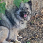 Un Keeshond assis sur un sol jonchés de feuilles mortes et portant un collier autour du cou