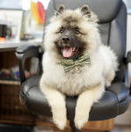 Un Keeshond portant un nœud et tirant la langue