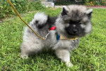 Un Keeshond sur une surface gazonnée et qui est tenu en laisse 