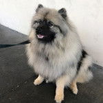 Un Keeshond assis sur une surface bétonnée et qui est tenu en laisse 