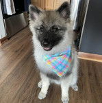 Un Keeshond assis sur un plancher et portant un foulard 