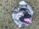 Un Keeshond assis sur un terrain herbeux et tirant la langue 