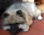 Un Keeshond allongé sur un sol pavé et regardant vers la caméra