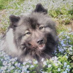 Un Keeshond allongé et regardant vers la caméra