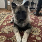 Un Keeshond allongé sur un tapis et semblant détendu 