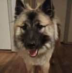 Un Keeshond sur un plancher et ayant la gueule ouverte