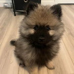 Un Keeshond assis sur un plancher et semblant détendu