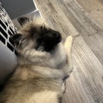 Un Keeshond allongé sur un plancher et regardant vers la caméra 