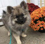 Un Keeshond regardant vers la caméra et qui est tenu en laisse 