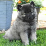 Un chiot Keeshond assis sur une surface gazonnée 