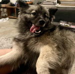 Un Keeshond allongé et semblant détendu 